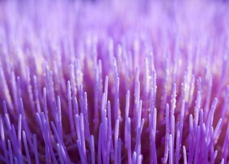 Makrofotografie: Blüte einer Artischocke
