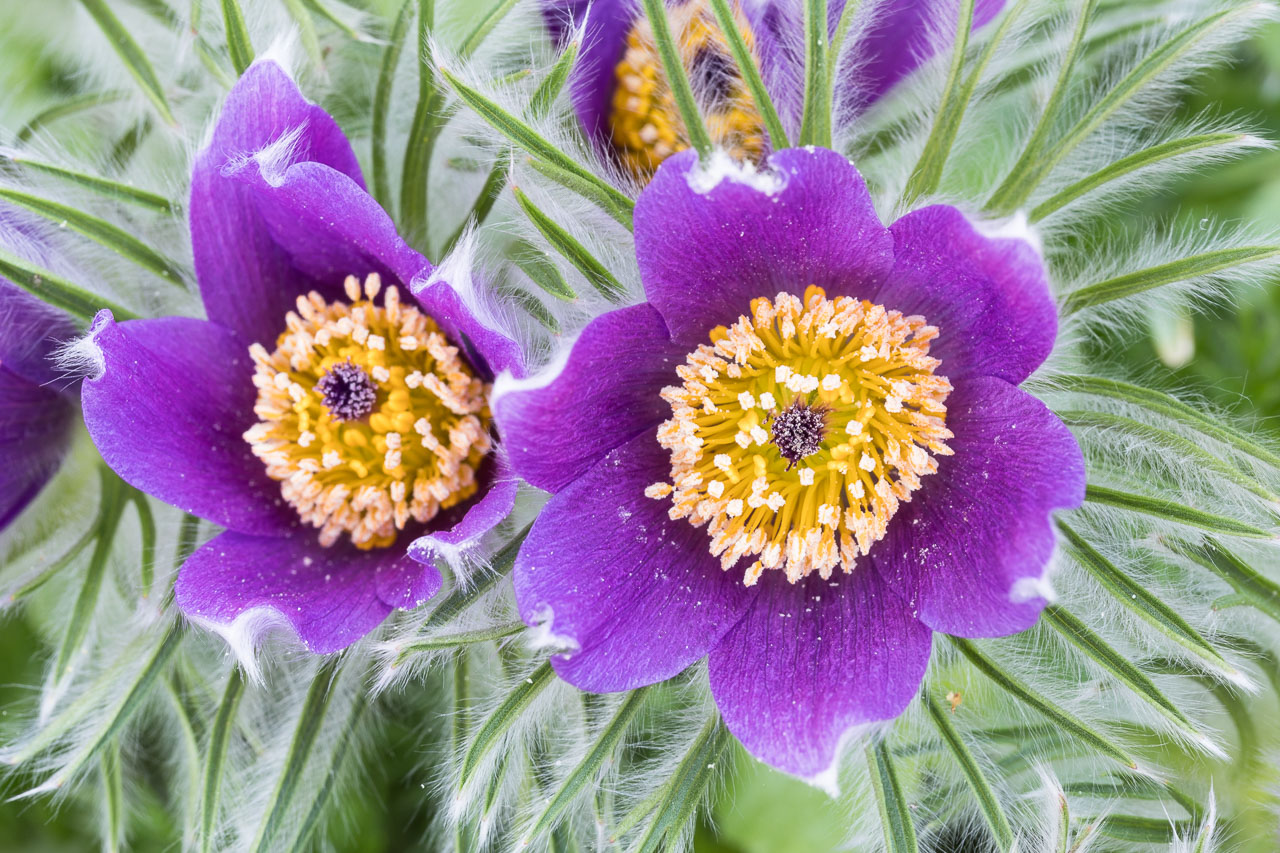 blumenfoto: Geöffnete Blüte einer gewöhnlichen Küchenschelle (Pulsatilla vulgaris)