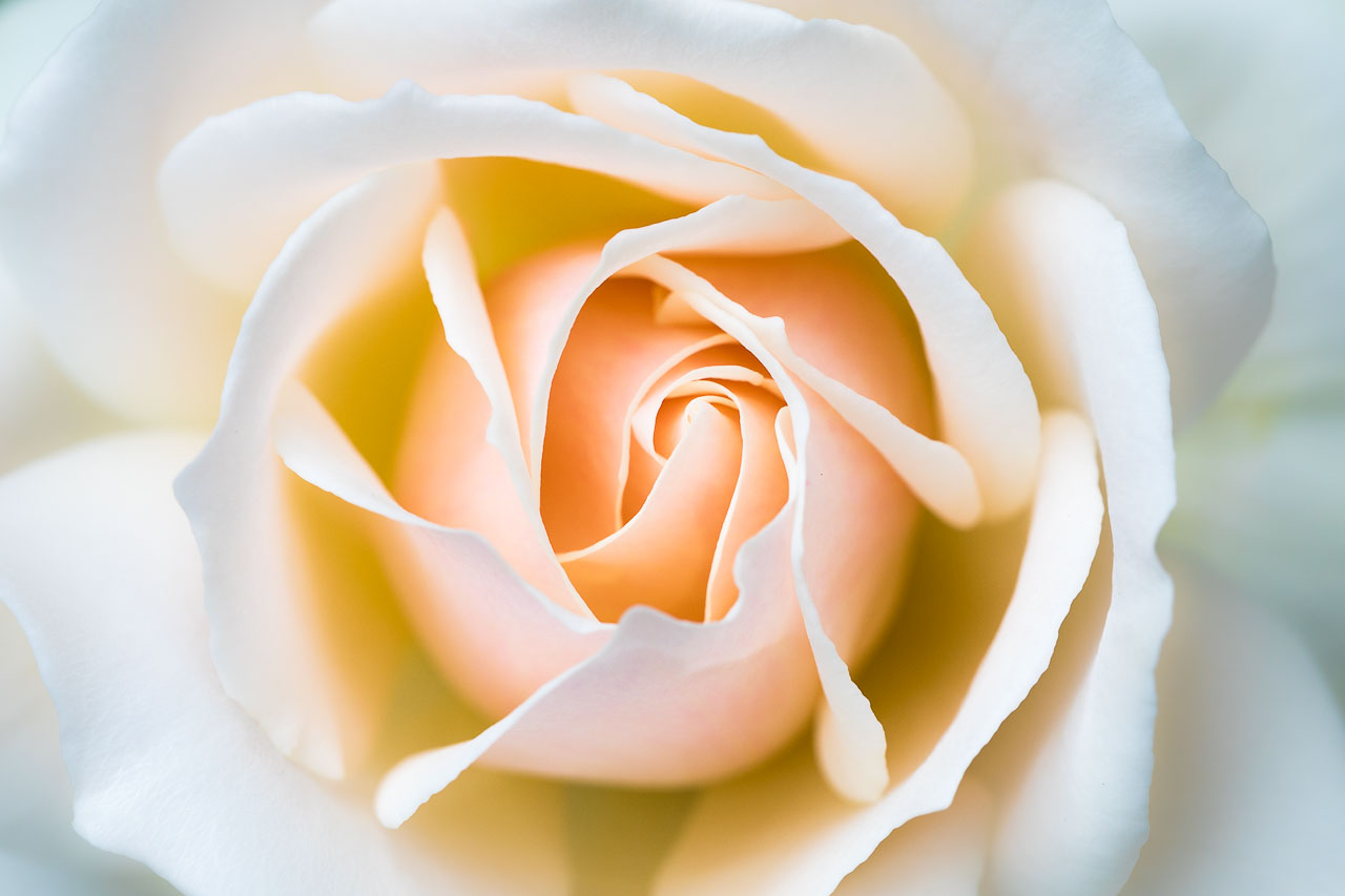 Rosenblüte in wunderschönen Abricot