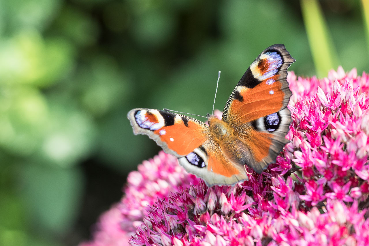 Schmetterling Pfauenauge sitzt auf der Blüte einer Fetthenne. Makrofotografie Insekt von photo-genic