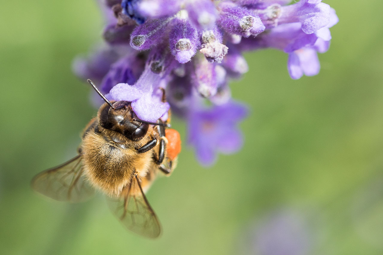 Insektenbild: Biene sammelt Nektar an einer Lavendelblüte