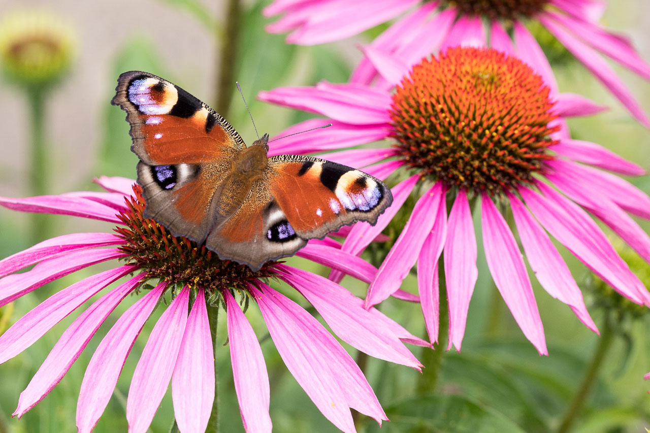 Schmetterling Pfauenauge auf einer Blüte des Sonnenhuts (echinacea)
