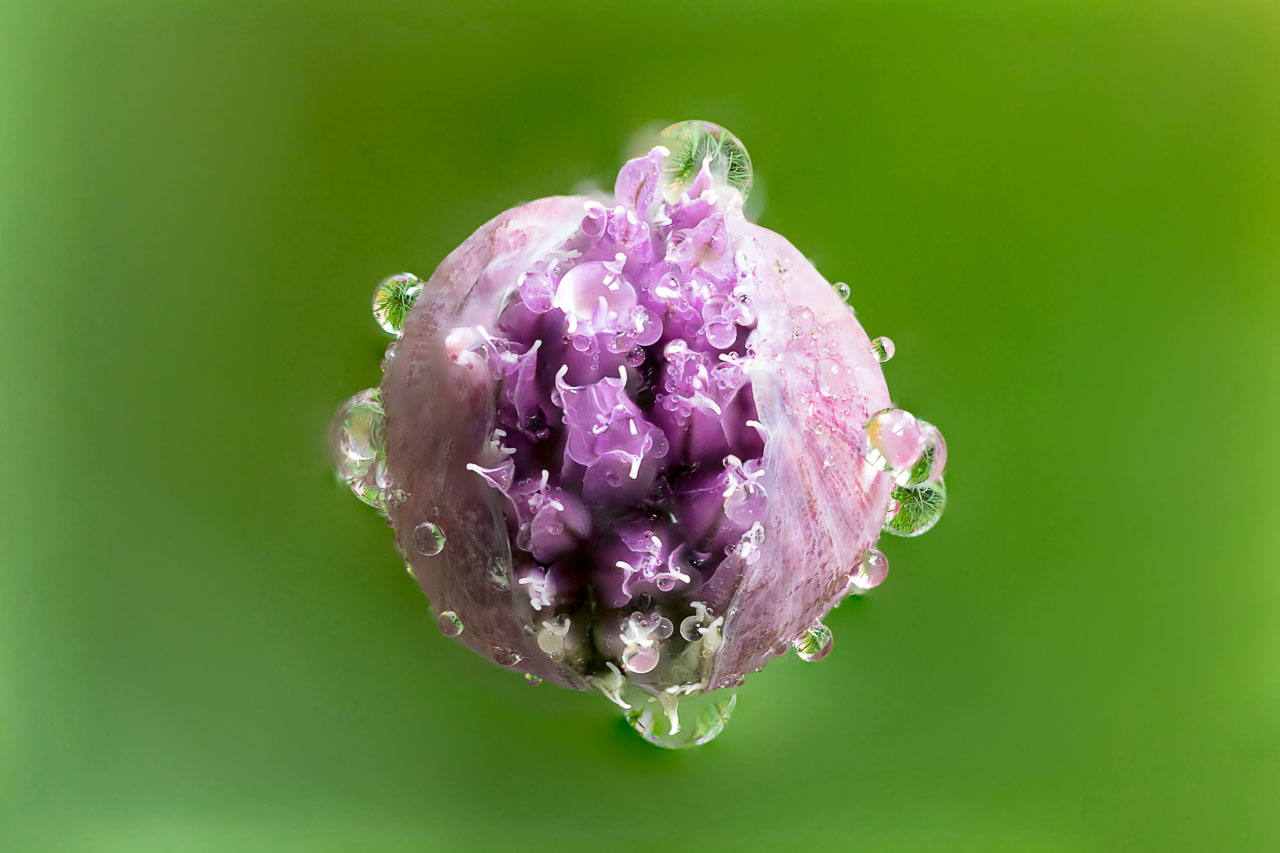 Nahaufnahme einer halbgeöffneten Schnittlauchblüte mit Tautropfen. Fotograf Rainer Wolfsfellner von photo-genic
