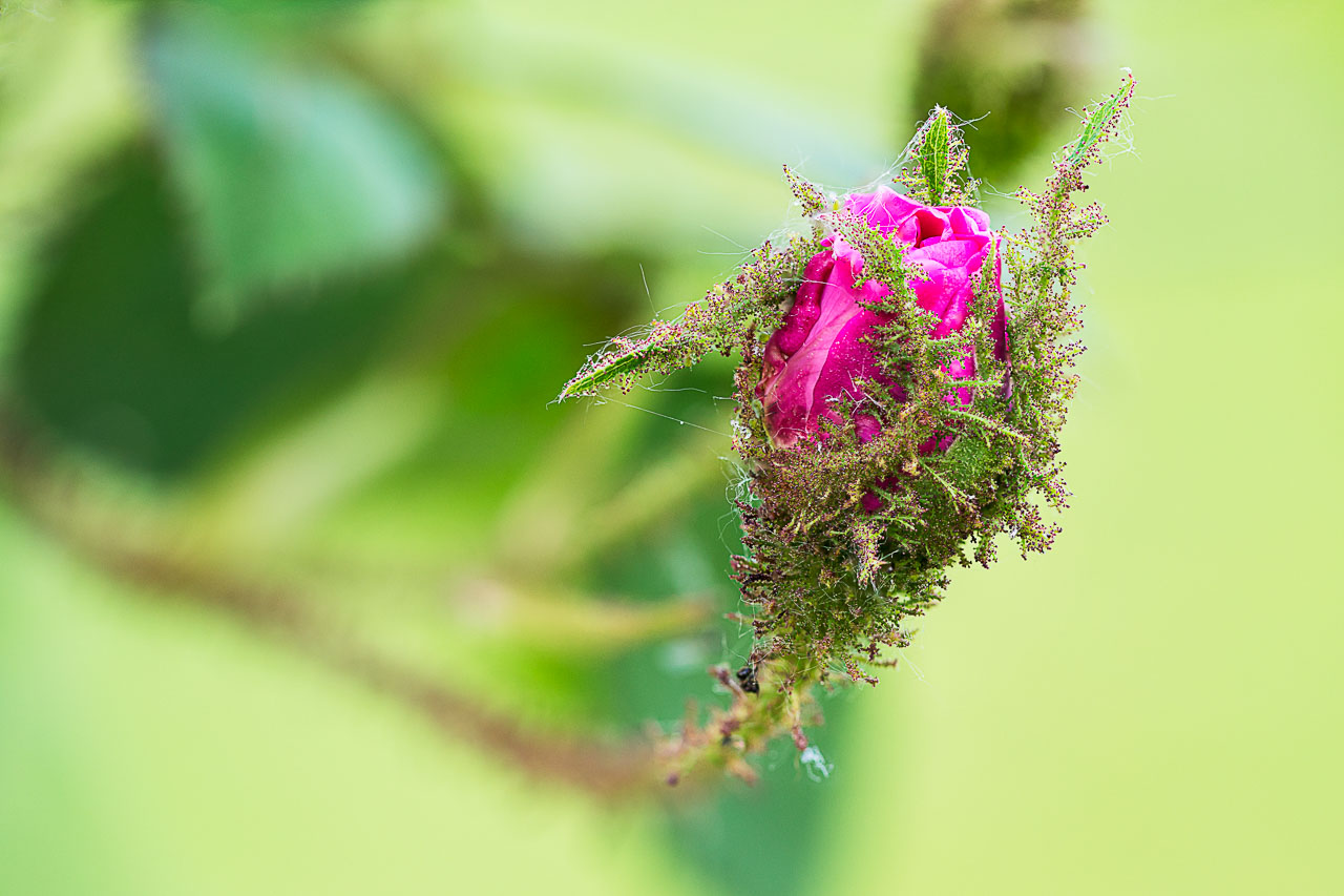 Nahaufnahme einer halbgeschlossenen Blüte einer Moosrose