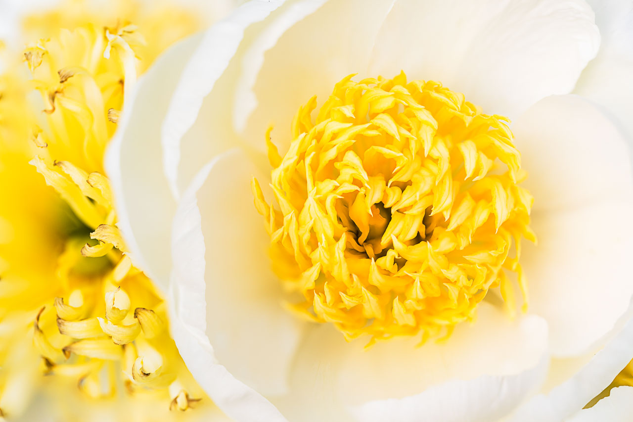 Makroaufnahme einer Pfingsrose mit weißen Blütenblättern und gelben Fruchtblättern