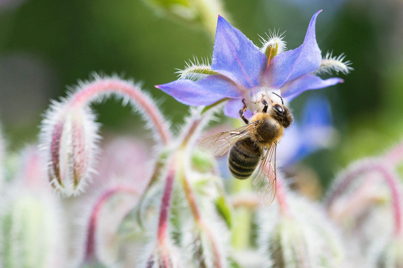 Biene sammelt Nektar an einer Borretsch-Blüte