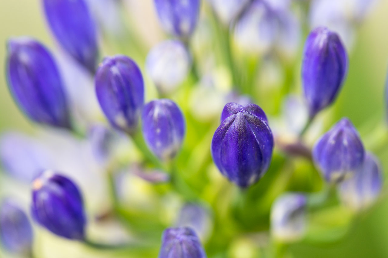 Nahaufnahme einer blauen Blüte der Schmucklilie