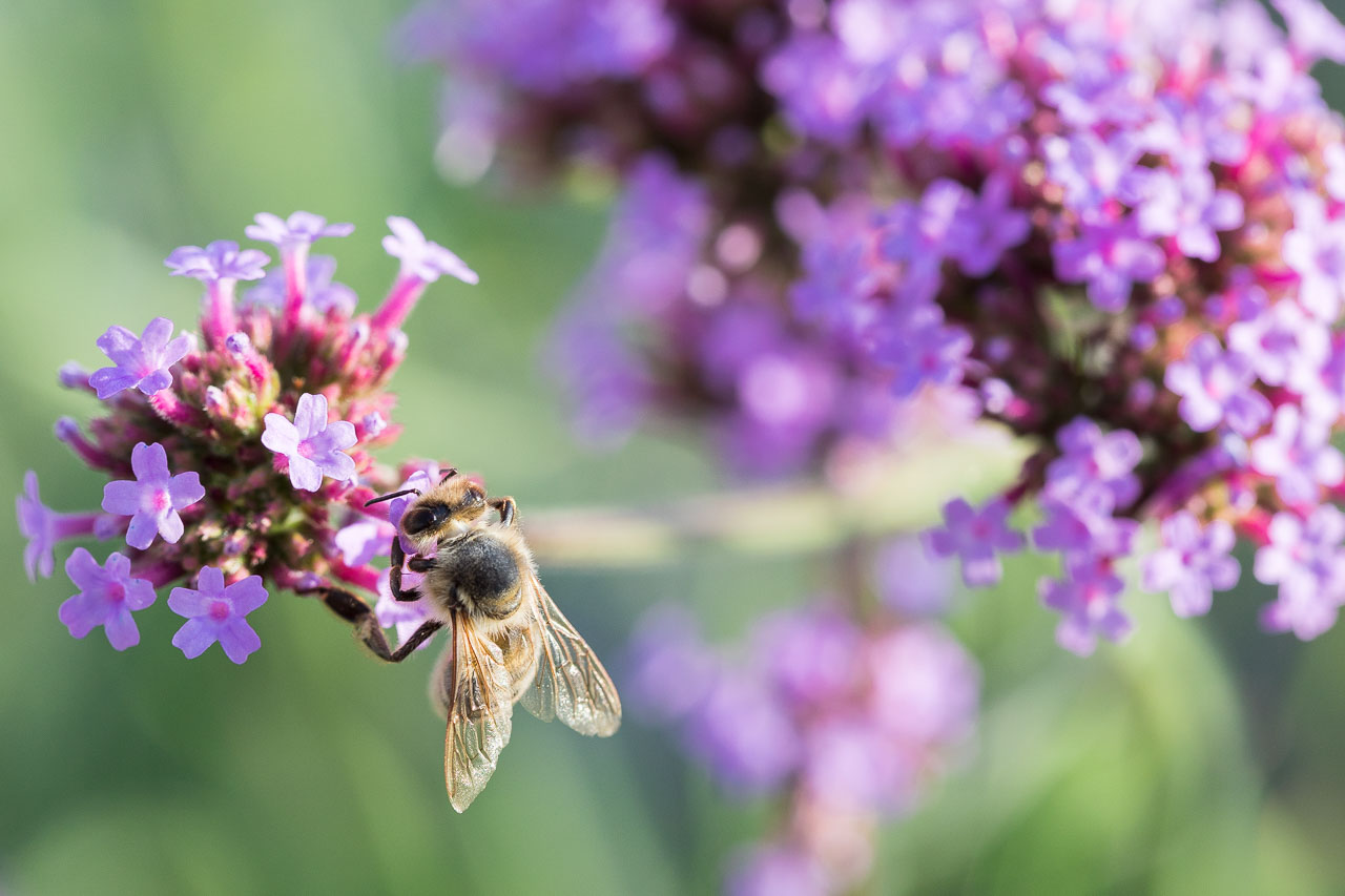 Biene sammelt Nektar an einer Blüte des Eisenkrauts. Naturfotografie - Makrofotografie von photo-genic.