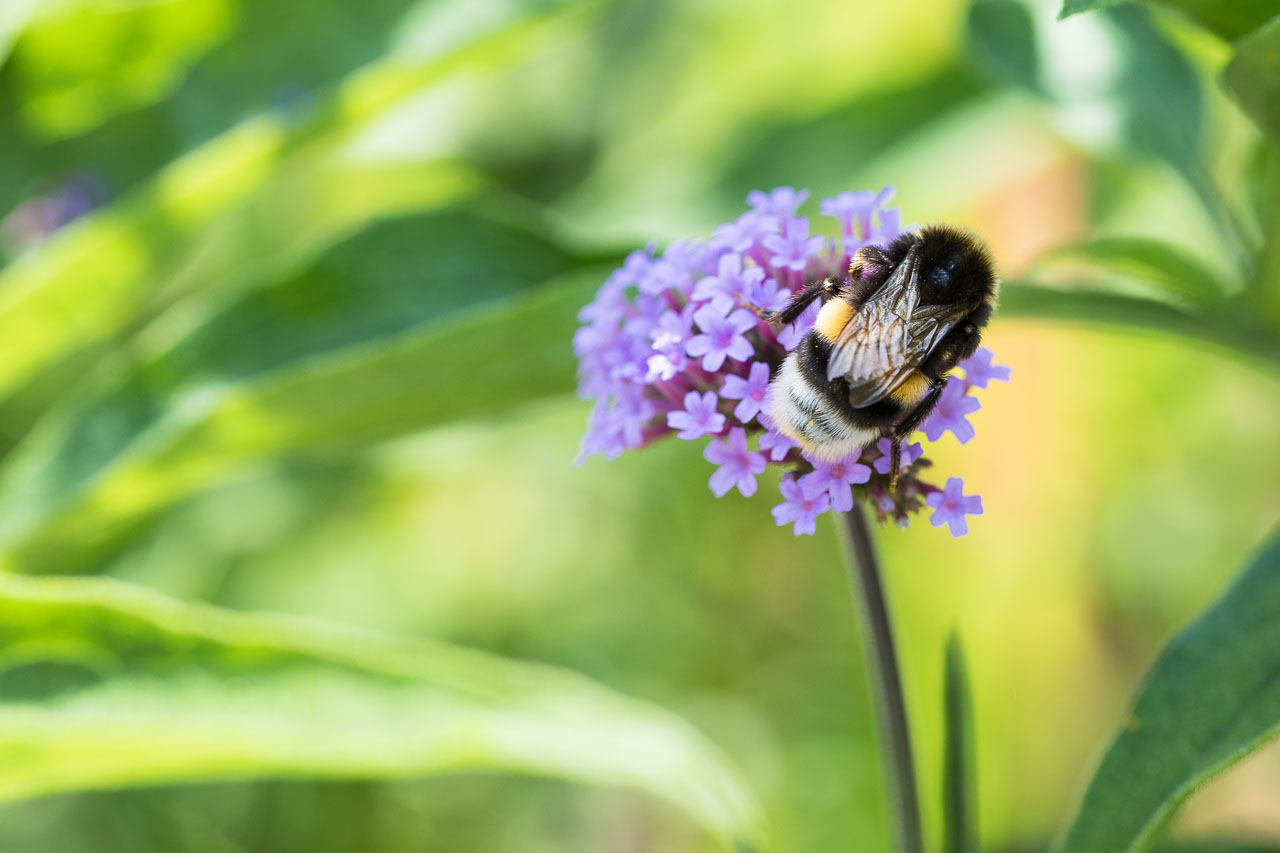 Hummel sammelt Pollen an einer Blüte des Patagonischen Eisenkrauts. Naturfotografie von photo-genic