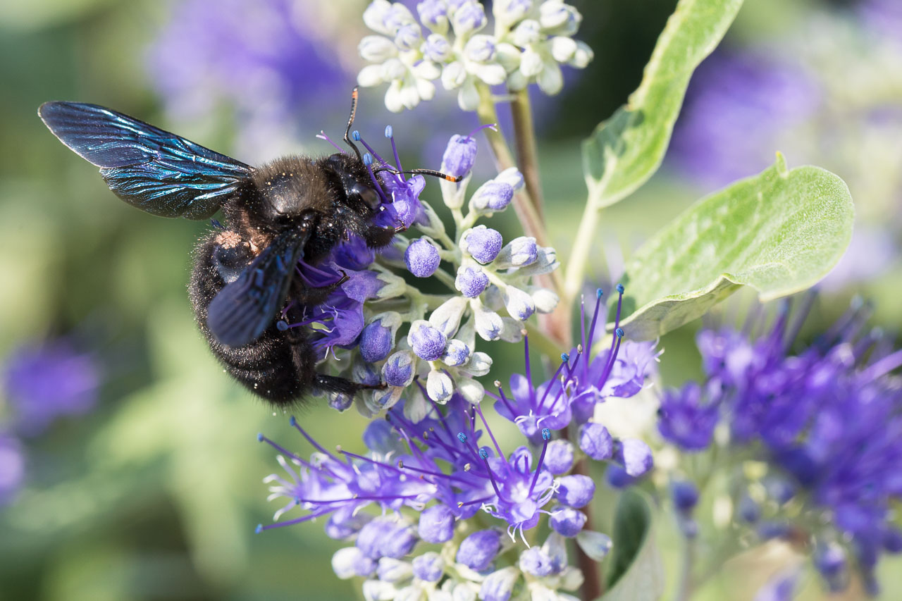 Naturfotografie von photo-genic