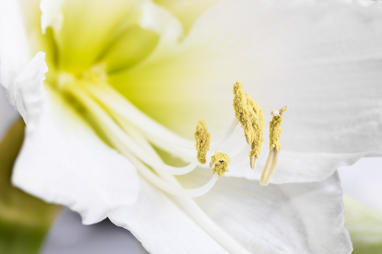 Staubbeutel einer weißen Amaryllis. Naturfotografie von photo-genic.